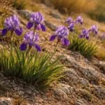Magyar nőszirom (Iris aphylla subsp. hungarica) vad kertben, könnyű gondozás, évelő szépség