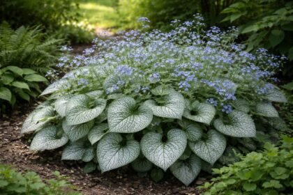 - Silver Heart Brunnera: ezüstösen mintázott levelek egész szezonban, árnyékot kedvelve.