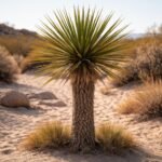 Szappan jukka (Yucca elata) beltéri, szárazságtűrő növény, világos helyen, egyszerű gondozás.