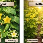 Egylaki és kétlaki növények virágainak nemi elrendezését bemutató összefoglaló diagram.