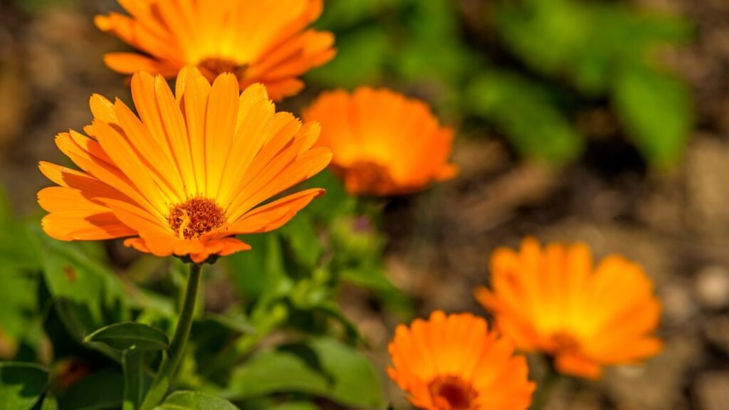 Calendula