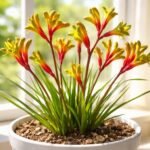 - Kenguruvirág (Anigozanthos bicolor) meleg, napfényes élőhelyet igényel, virágai feltűnőek és színpompás megjelenést adnak.