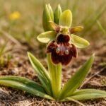 Pókbangó (Ophrys sphegodes) egy vadon élő orchidea, beporzót csalogató virága.