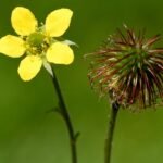 Geum urbanum gyömbérgyökér a vadon növő, illatos föld alatti rizóma.