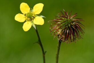 Geum urbanum gyömbérgyökér a vadon növő, illatos föld alatti rizóma.
