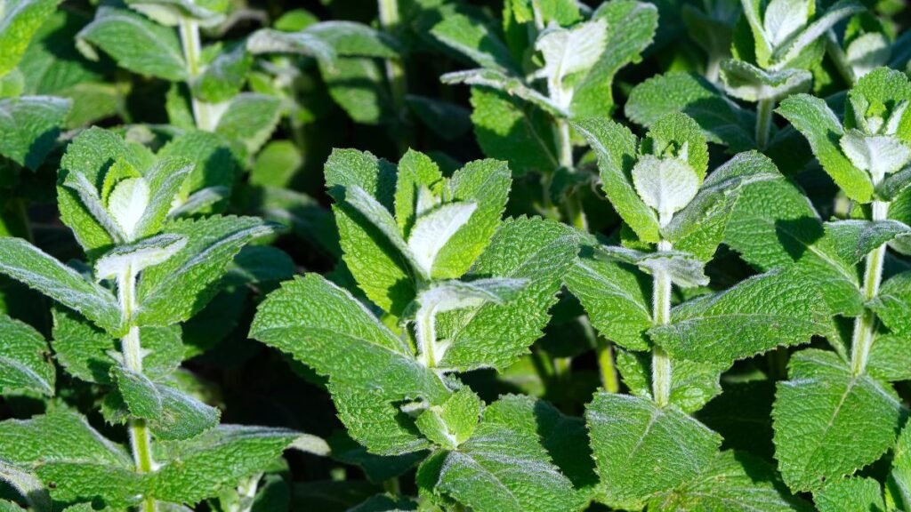 Közönséges szurokfű zöld, enyhén szőrös levelei és hajtásai