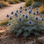 - Kék Iringó (Eryngium planum): fémesen csillogó kék virágokkal és szárazságtűrő, mediterrán hangulatot teremt.