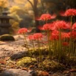 Vörös pókliliom (Lycoris radiata) élénk piros virágokkal, pók alakú formákkal.