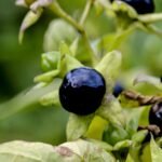 Fényes fekete bogyókat termő nadragulya erdei környezetben, felismerést segítő részletgazdag növényfotón