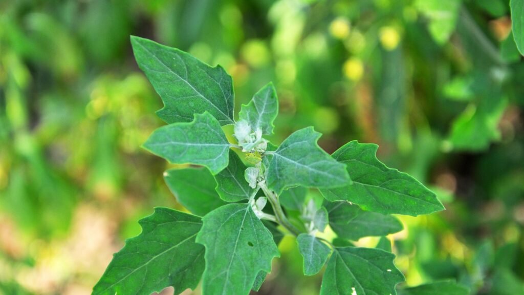 Fehér libatop (Chenopodium album) fiatal hajtása fogazott levelekkel és jellegzetes lisztes bevonattal
