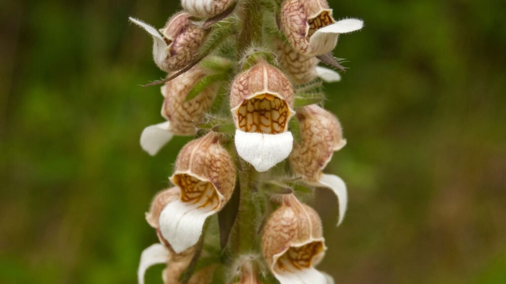 Gyapjas gyűszűvirág (Digitalis lanata) krémszínű, barna erezetű virágai fehér alsó ajakkal és gyapjas szárral