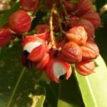 Érett brazil guaraná termések fekete maggal, szemgolyóra emlékeztető látványban, amazóniai környezetben