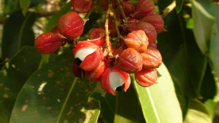 Érett brazil guaraná termések fekete maggal, szemgolyóra emlékeztető látványban, amazóniai környezetben