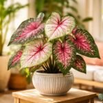 Caladium beltéri növény, élénk színű levélminta, trópusi hangulatú nappali fotó