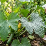 Cukkini levelei fehér lisztharmattal, mellettük hígított tejes permetezőpalack a kertben
