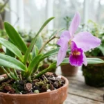 Laelia anceps mexikói illatos hegyi orchidea virágzó példánya világos otthoni környezetben