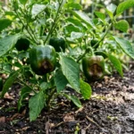 Barna, besüppedő folt paprika termésének csúcsán csúcsrothadás jeleként