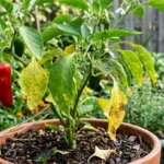 Sárguló, pöndörödő paprika levelek okai és megoldásai közeli növényfotón