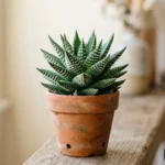 Szemölcsliliom Haworthia venosa húsos levelekkel világos ablakpárkányon dekoratív cserepes szobanövényként