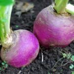 Kerekrépa friss gyökérzöldségként, szeletelve és elkészítve, tápláló konyhai alapanyagként