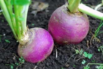 Kerekrépa friss gyökérzöldségként, szeletelve és elkészítve, tápláló konyhai alapanyagként